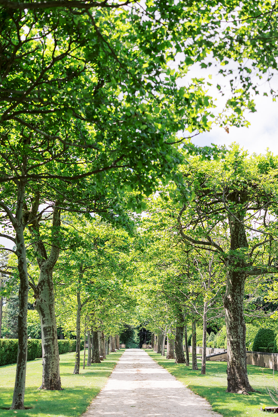 Details of a long tree lined path of gravel at the Oheka Castle wedding venue